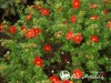Sidabražolė krūminė 'Marian Red Robin' (lot. Potentilla fruticosa)